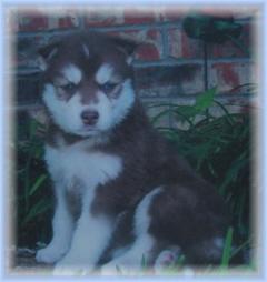 Siberian Husky Puppies for Sale